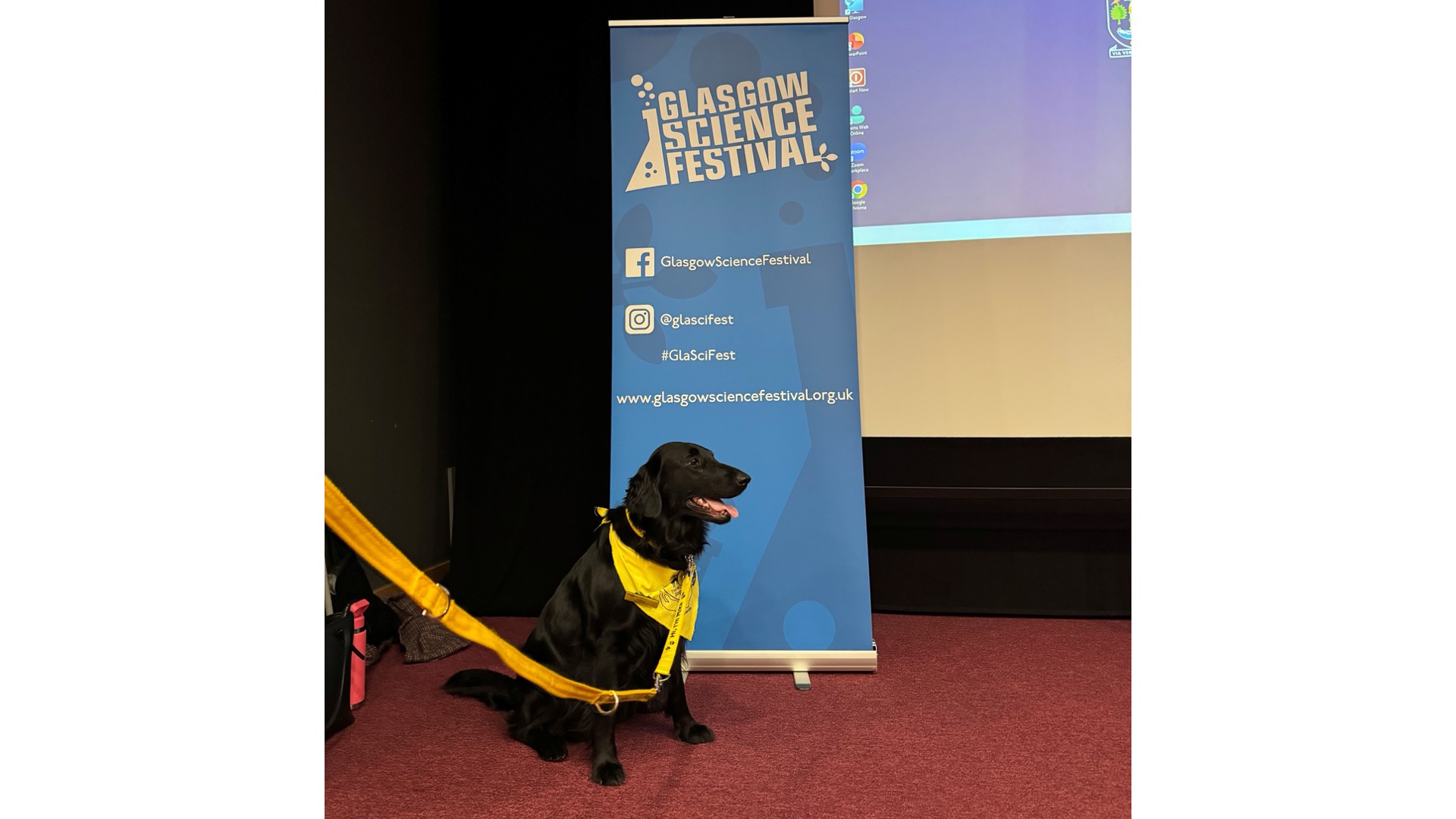 Photograph of a dog in front of a GSF banner