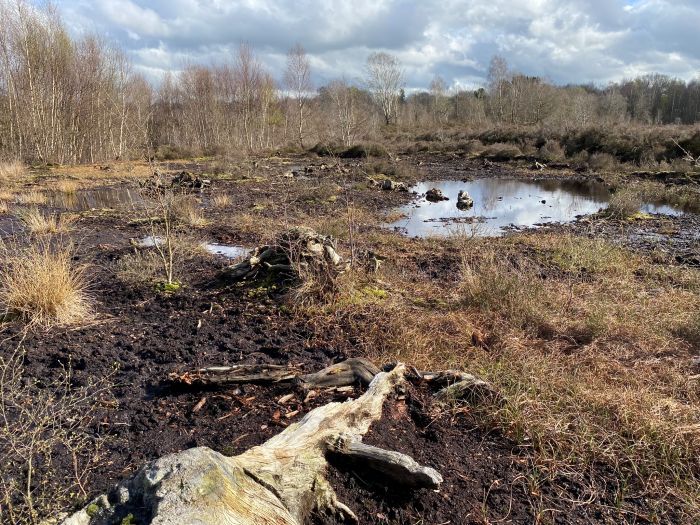 Wetland with tree stumps
