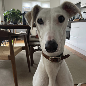 Bainne the dog