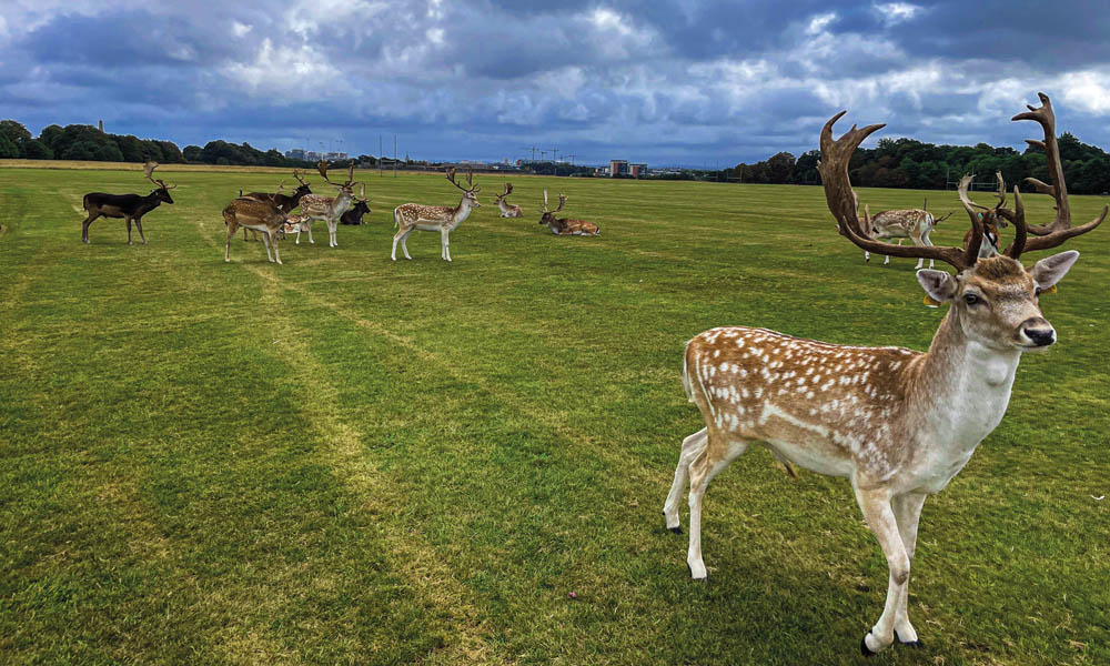 Deer in Phoenix Park