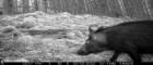 Black feral pig in woodland taken by a night vision camera
