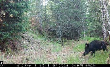 Black feral pig in woodland