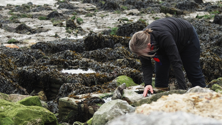 Professor Larissa Naylor inspecting a rock pool at Canvey Island