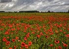 poppy field