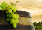 grapes on a vineyard