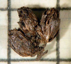 The heads of the meadowsweet flowers found in the Bronze Age grave in Forteviot.