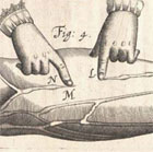 Black and white diagram demonstrating how blood in the veins flows towards the heart, from William Harvey's landmark publication concerning blood circulation, De Motu Cordis, published in 1628. (Sp Coll Hunterian Y.7.13, plate 2, fig 4) Links to book of the month article.