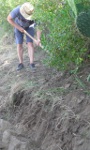 Clearing the wall preserved in the edge of the field