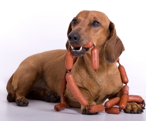 Treats and scraps from the table can make dogs fat.