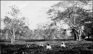 A photograph of tea pickers on the Burmacherra tea estate. (GUAS Ref: UGD 91, Accn 2137/4/6. Copyright reserved.) 