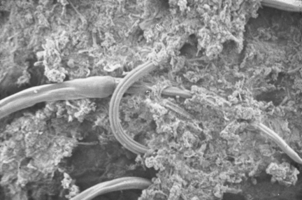 Nematode picture for Stear/Matthews Nematode PhD adverts