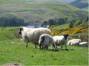 Sheep pic for Stear/Matthews Nematode PhD advert