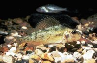 Introduced species of freshwater fish