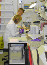 Tissues being processed in the histology laboratory