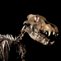 Skeleton of a dire wolf