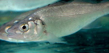 Image of a sea bass