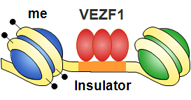 Control of DNA methylation by VEZF1