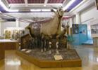 Animal mounts in the Zoology Museum