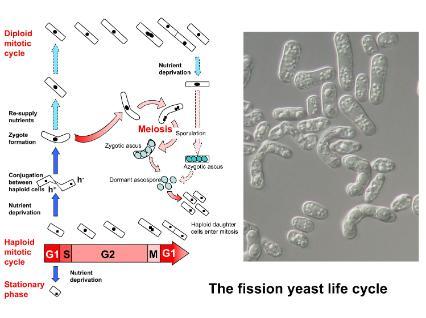 Fission Yeast Life Cycle