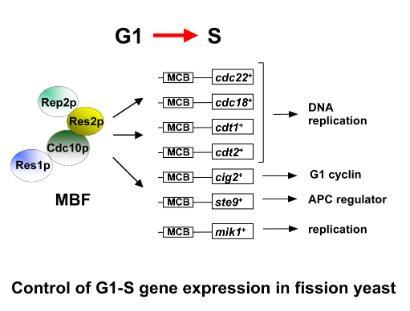 Control of G1-S gene expression in fission yeast