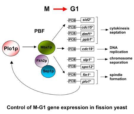 Control of M-G1 gene expression in fission yeast