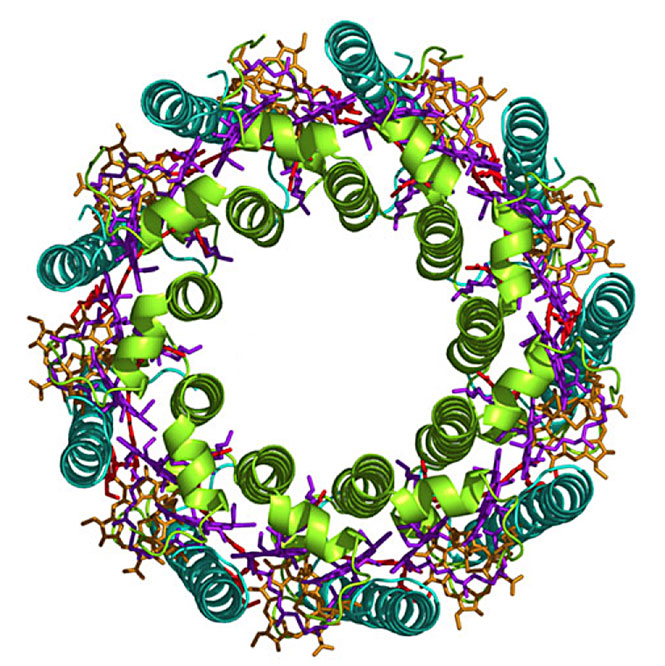 photosynthetic antenna