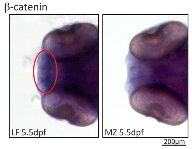 Larval cichlids showing expression (purple stain) differences in beta catenin, a gene known to be important in the development of craniofacial elements.