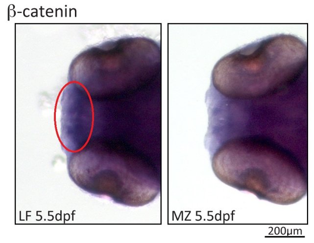 Larval cichlids showing expression (purple stain) differences in beta catenin, a gene known to be important in the development of craniofacial elements.