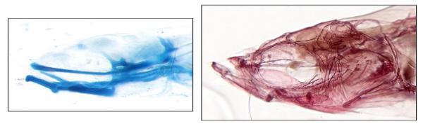 Larval and adult zebrafish showing change from cartilage (blue stain) to calcified bone (red/purple stain)