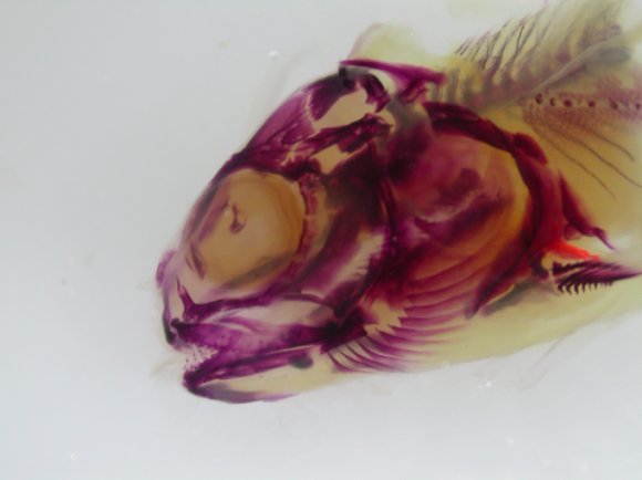 A cleared and stained juvenile Arctic charr showing ossified bone