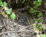 Nest, with nestlings