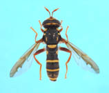 A hoverfly (Sphiximorpha hiemalis) discovered new to science from Lesvos, 2011
