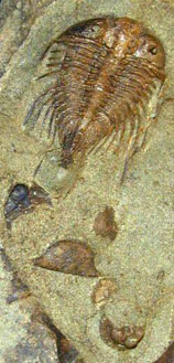 Trilobite