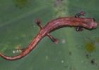 A Bolitoglossa salamander from the upper Amazon region of Ecuador (photo: K. Elmer)