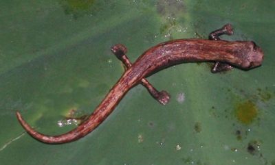 A Bolitoglossa salamander from the upper Amazon region of Ecuador (photo: K. Elmer)