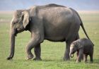 Asian elephant and calf