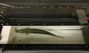 A mackerel swimming in a swim-tunnel, being measured for oxygen consumption at various swim speeds