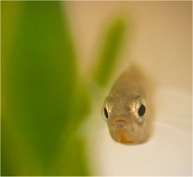 A stickleback  Gasterosteus aculeatus