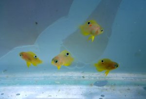 Juvenile ambon damselfish, marked for identification with elastomere