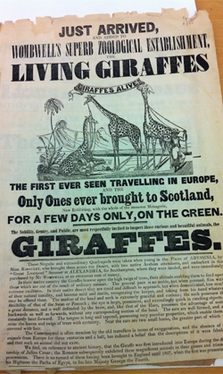 An old black and white printed poster with a tattered upper edge. There is a picture of two standing and one seated giraffe.  The poster heading reads: 
