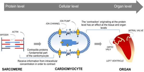 modelling_multi-scale_myocyte_to_LV