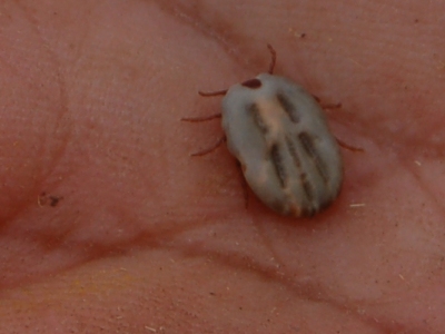 Cattle tick image