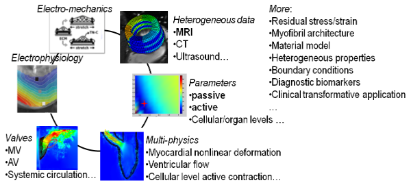 Subject specific modelling challenging with in-vivo data 