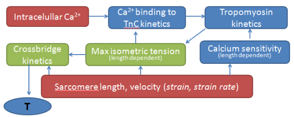 Active material model