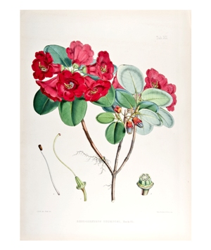 Rhododendron thomsonii by Fitch, based on sketch by Hooker from Illustrations of Himalayan Plants 