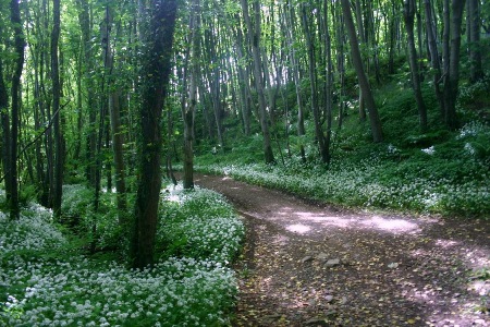 Whithorn pilgrim path