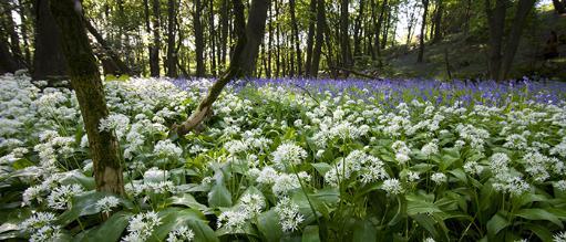 woodland with bluebells and wild garlic