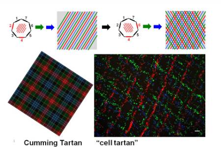 cell tartan