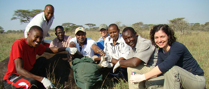 Dr Tiziana Lembo and local partners pictured treating a buffalo in Tanzania