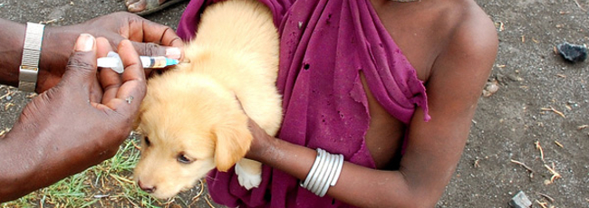 Image of a dog being vaccinated in Tanzania